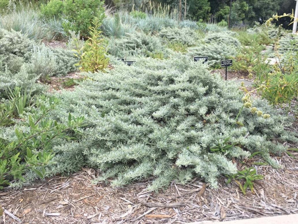 Photo of a silver-green shrub in a garden.