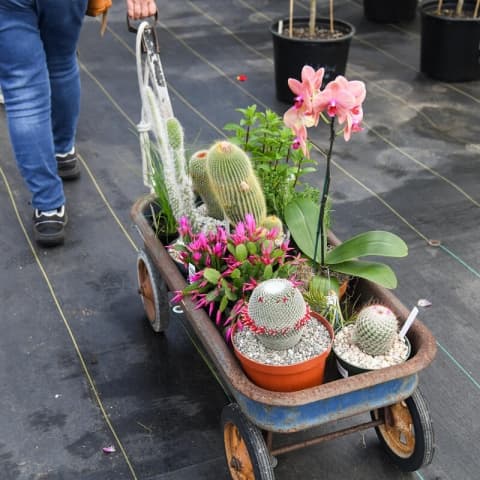 A person tows a small cart on wheels that is filled with plants.