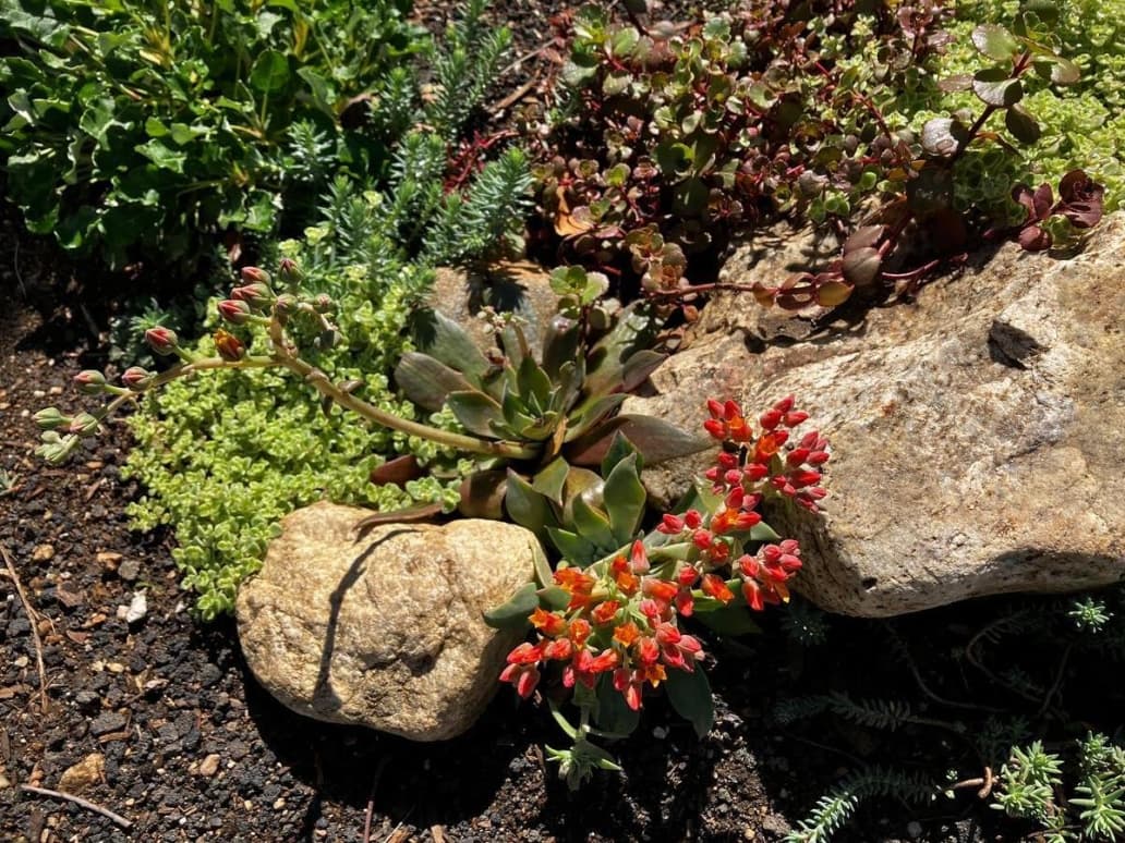 Red flowering buds spring forth between two hefty rocks with a succulent nearby.
