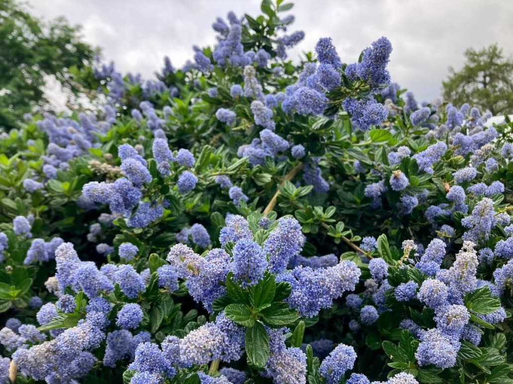 Blue-lavender bottlebrush-shaped blooms grow among hearty vines.