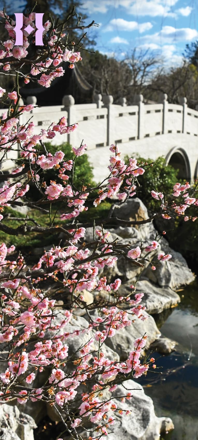 A pink-blooming cherry tree near a Chinese-style bridge in a garden.