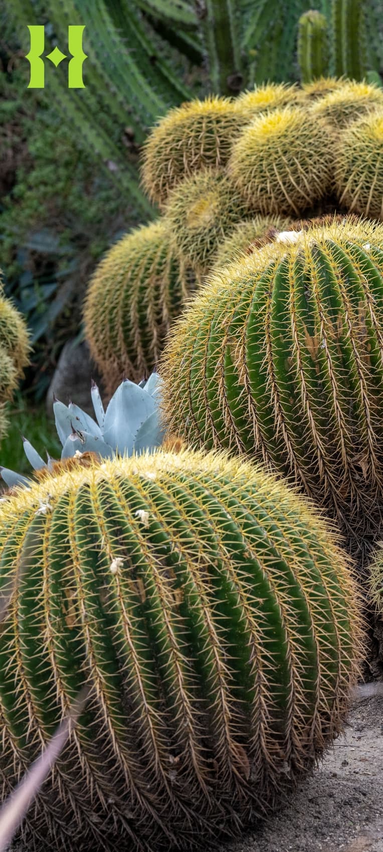 Golden barrel cactus in a garden.