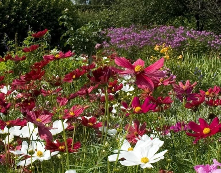 bench in the middle of a flower bed