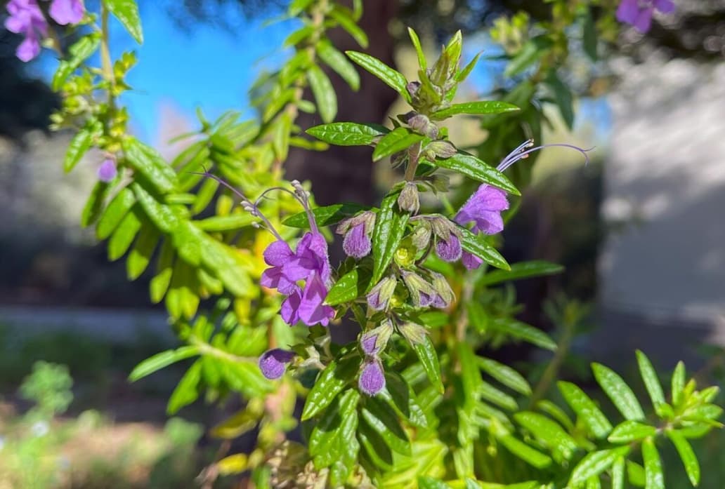 Purple flowers and green leaves in bright sunlight with a blurred background.