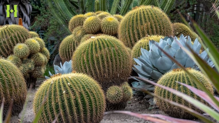 A grouping of golden barrel cactus in a garden.