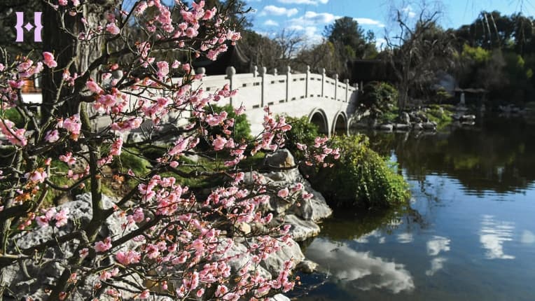 A pink-blooming cherry tree near a Chinese-style bridge in a garden.